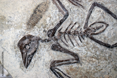 Ave fosil sobre matriz de caliz © Fotoleon