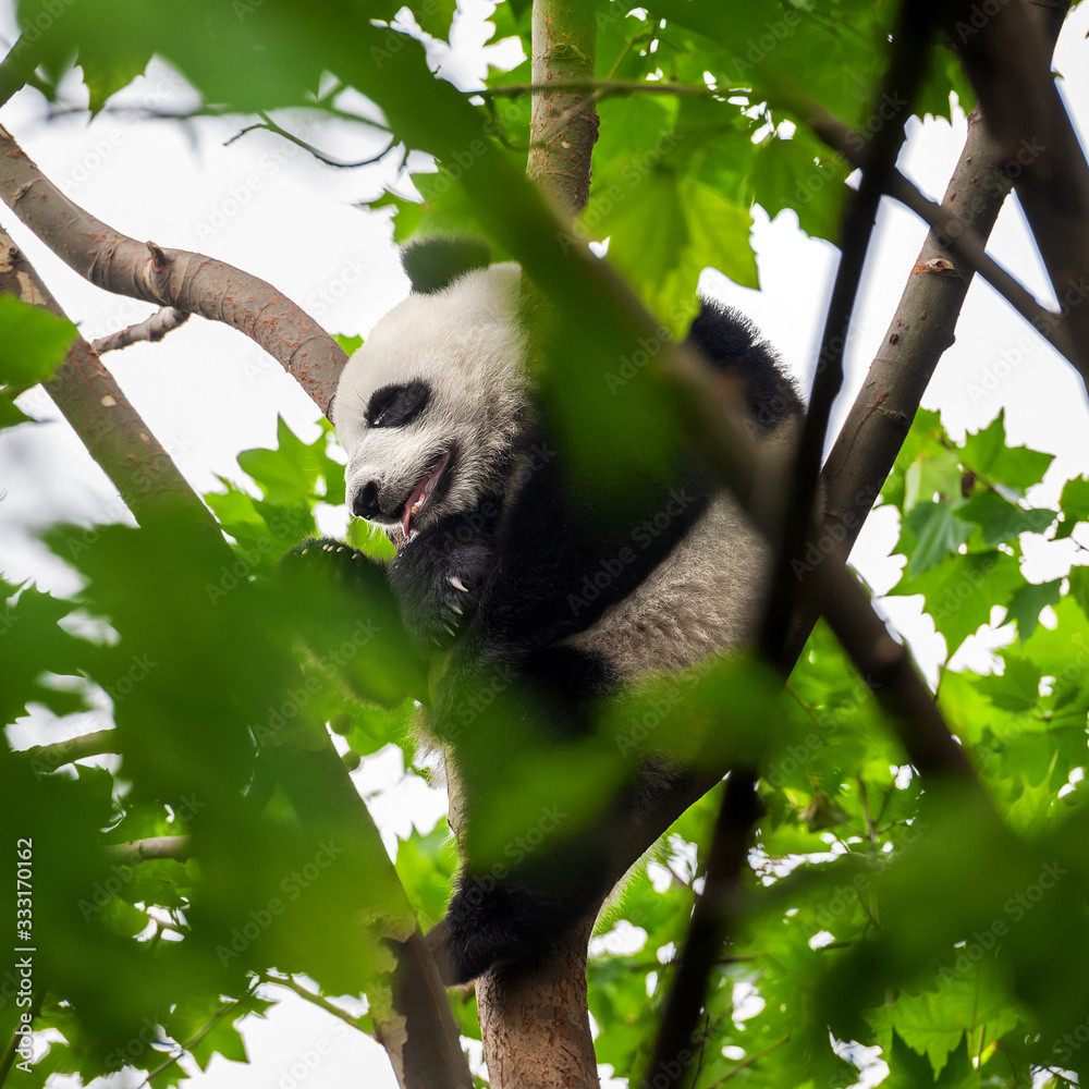 Obraz premium Cute giant panda bears