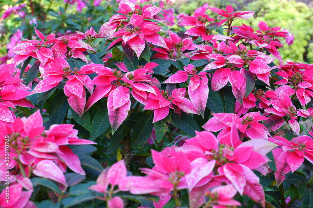 The pink flower is a called poinsettia. Euphorbia pulcherrima is a group of Euphorbiaceae. The pink flower is a called poinsettia. Euphorbia pulcherrima is a group of Euphorbiaceae.