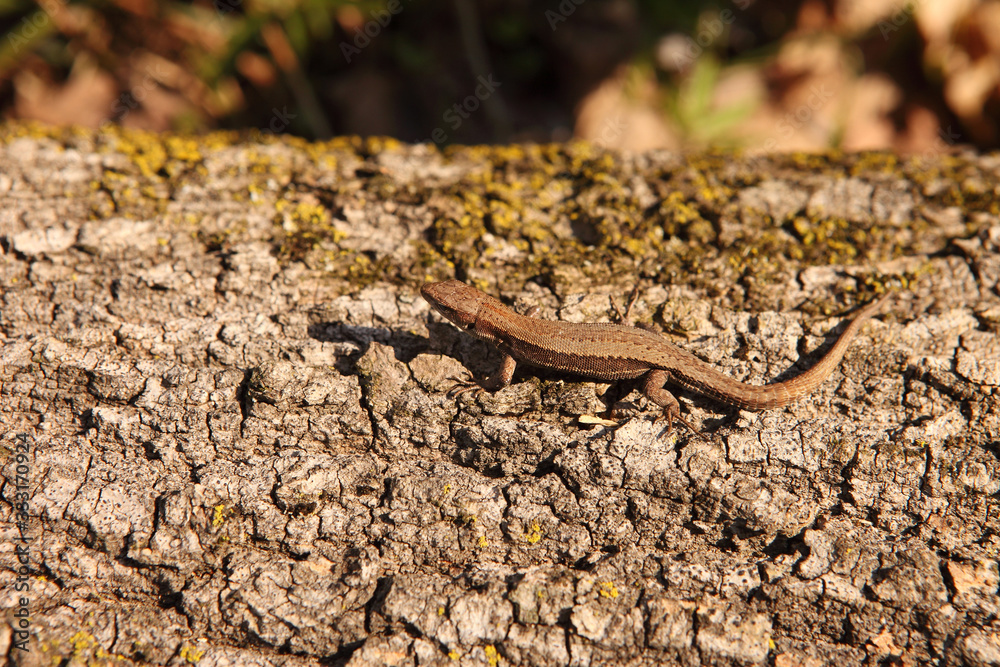 Meadow Lizard | Darevskia praticola Meadow Lizard | Darevskia praticola