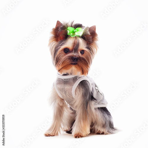 Portrait of a cute yorkshire terrier in clothes  on a white background.