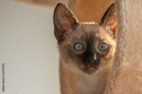 Siamese kitten sitting in fur tube and watches with wide eyes © CupOfSpring