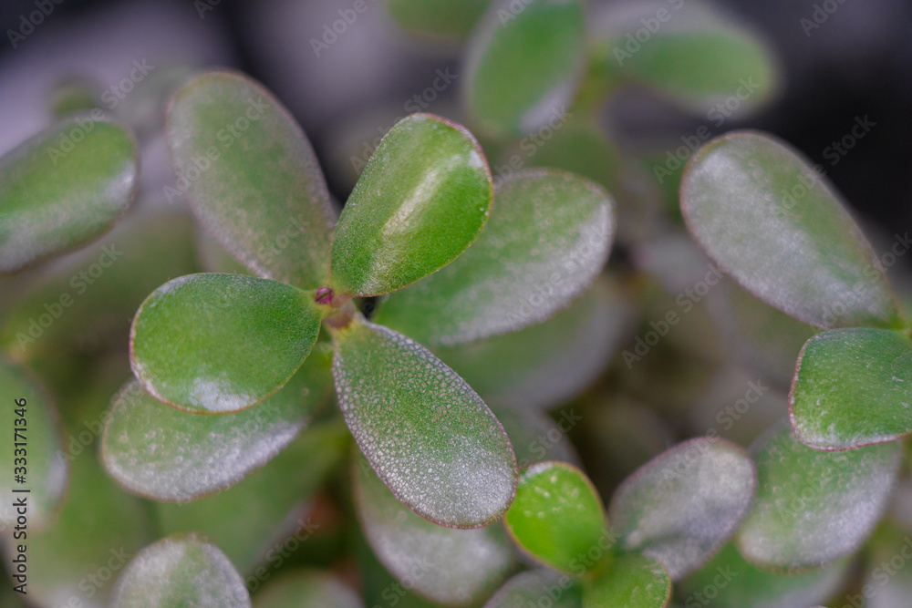 closeup top view of green money plant growing at home closeup top view of green money plant growing at home