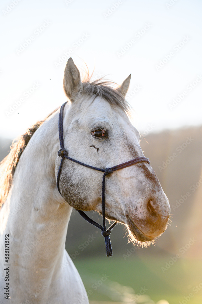 Obraz premium Portrait of amazing animal, beautiful horse on nature background.