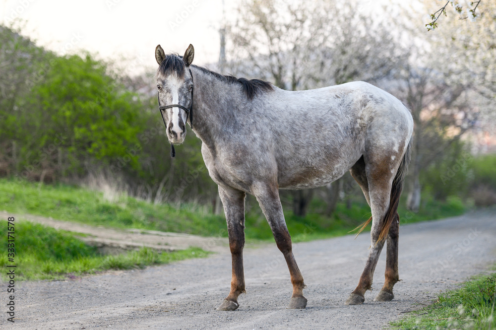 Portrait of amazing animal, beautiful horse on nature background.