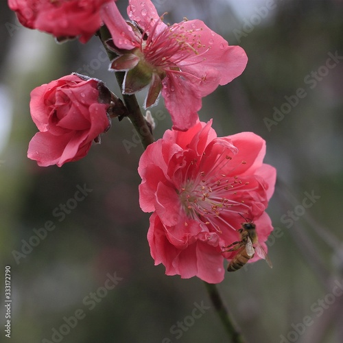 peach blossoms in every spring photo