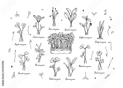 Set of hand drawn micro greens including sunflower, radish, beet, barley, cilantro, spinach, onion, peas, arugula, mustard, broccoli, basil. Vector illustration in sketch style 