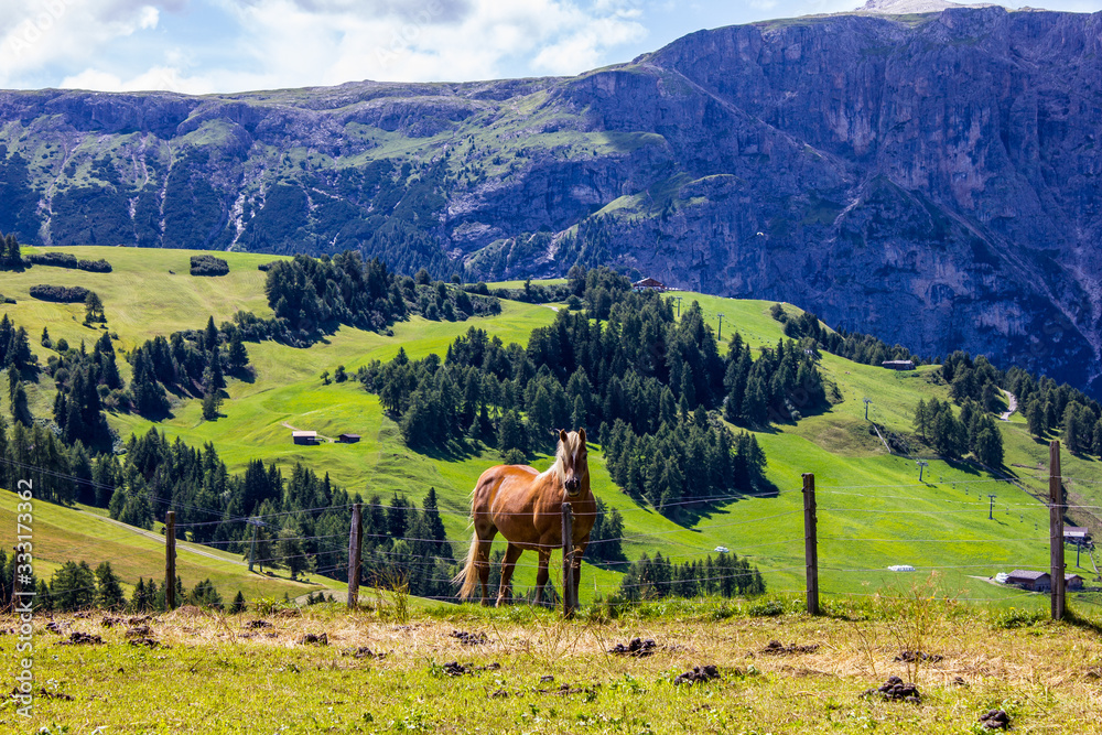 A Horse and Italian Dolomites in the Background