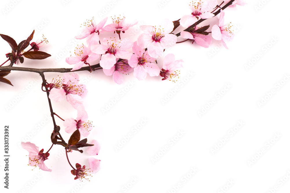 Cherry blossom , pink sakura flower isolated in white background