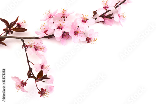 Cherry blossom   pink sakura flower isolated in white background