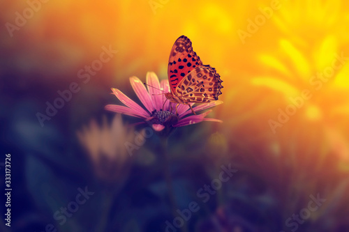 Photography butterfly on flower