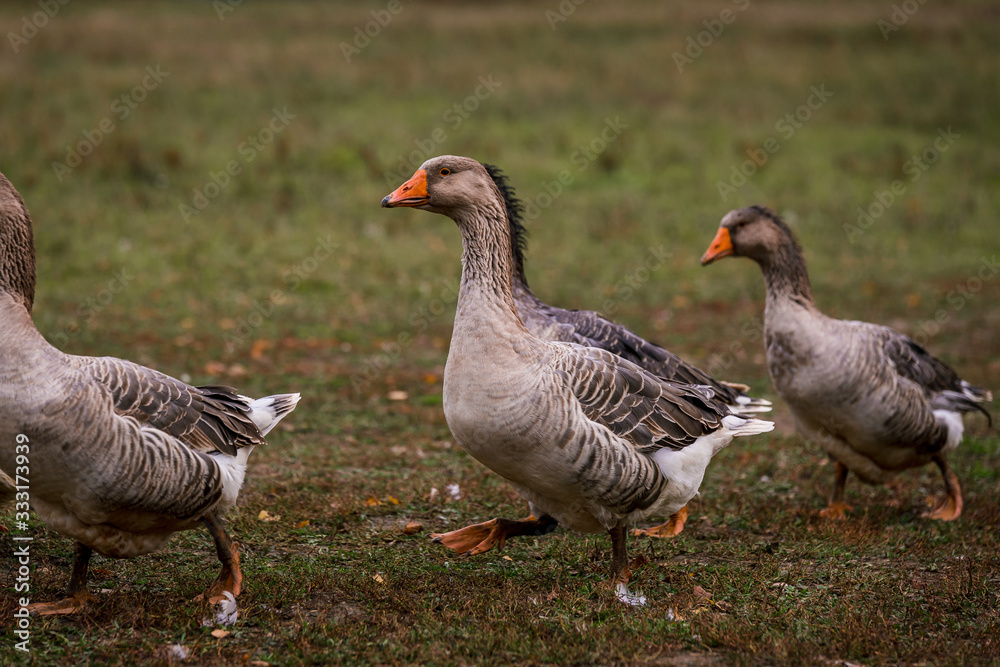 Gray goose in a pen in the stable on a farm. Raising cattle on a ranch, pasture Gray goose in a pen in the stable on a farm. Raising cattle on a ranch, pasture