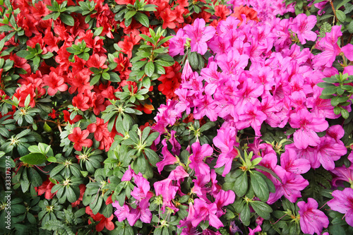 Image of beautiful floral wall background with amazing spring flowers