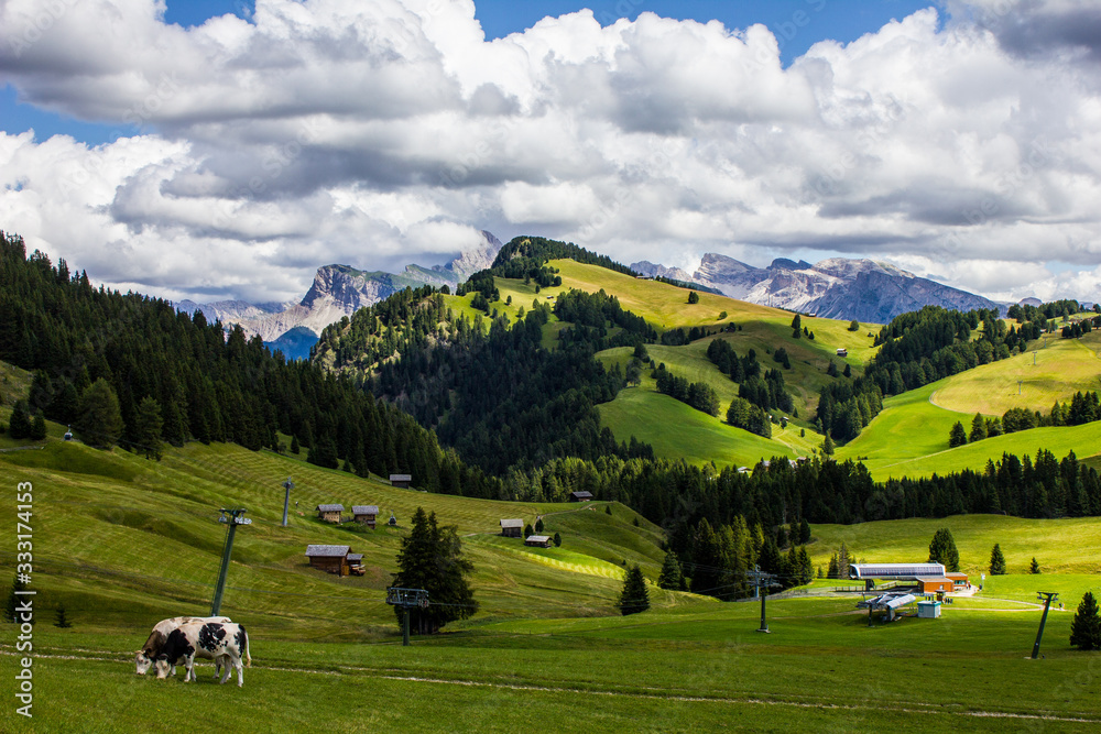 Cows Grazing in Alpe di Siusi, South Tyrol