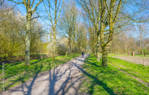 Trees in a forest below a blue sky in sunlight in spring