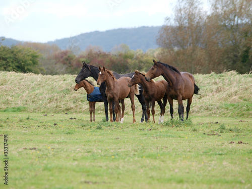 Herd of Horses © Nigel Baker