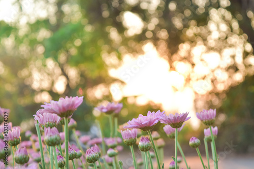 Fototapeta Naklejka Na Ścianę i Meble -  Pink Chrysanthemum flower in field with flare from sunshine and sweet warm bokeh background.