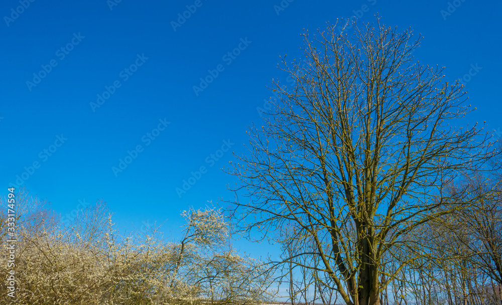 Trees in a forest below a blue sky in sunlight in spring Trees in a forest below a blue sky in sunlight in spring