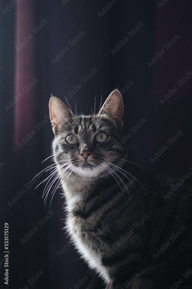 Cat with a violet background