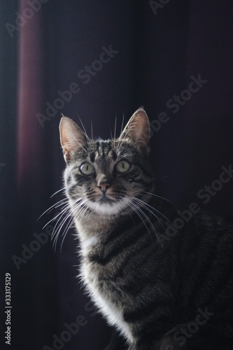 Cat with a violet background © Laima