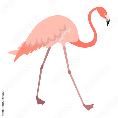 Walking flamingo in flat style. Pink bird isolated on white background.