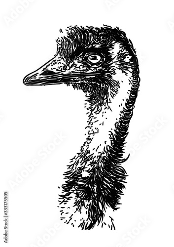 Emue bird as black and white illustration