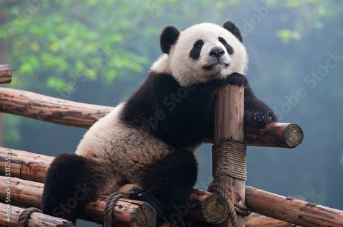 Fototapeta Cute giant panda bear