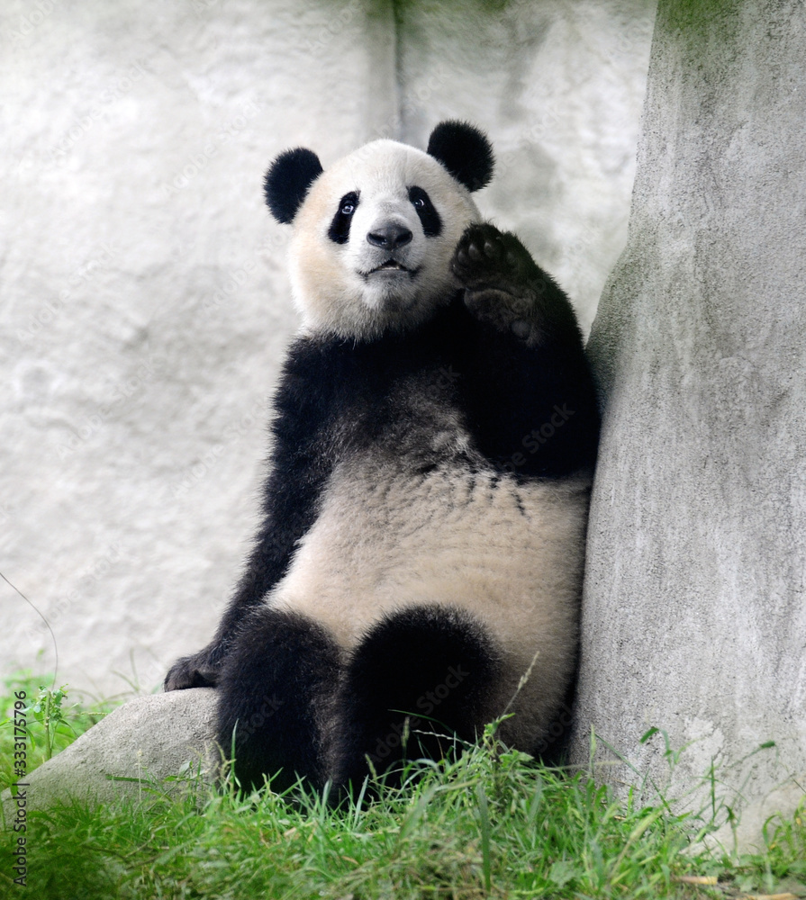 Obraz premium Cute giant panda bear