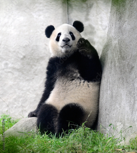 Cute giant panda bear