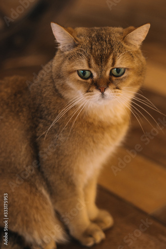 A pedigreed cat is in the petting zoo.Adorable animal photo.Pets and lifestyle concept background.Selective focus