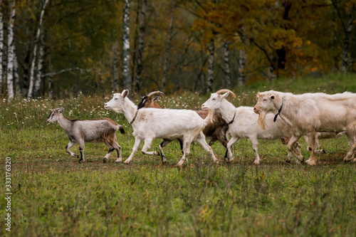A herd of goats in a meadow on a farm. Raising cattle on a ranch  pasture