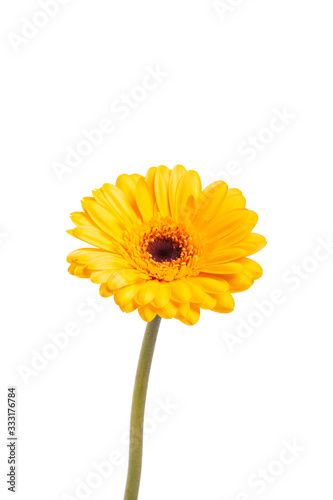 Yellow gerbera daisy isolated on white background