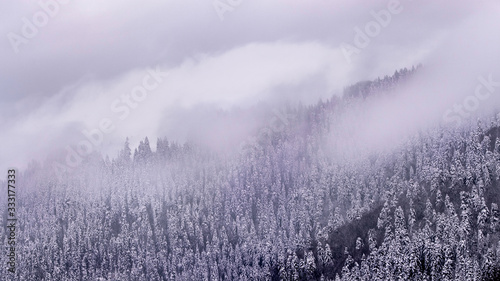 landscape with fog and trees in winter