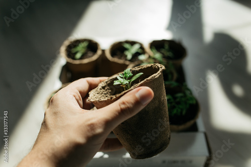 seedlings in peat pots in the spring sun. Baby plants seeding, black hole trays for agricultural seedlings.The spring planting. Early seedling , grown from seeds in boxes at home on the windowsill photo