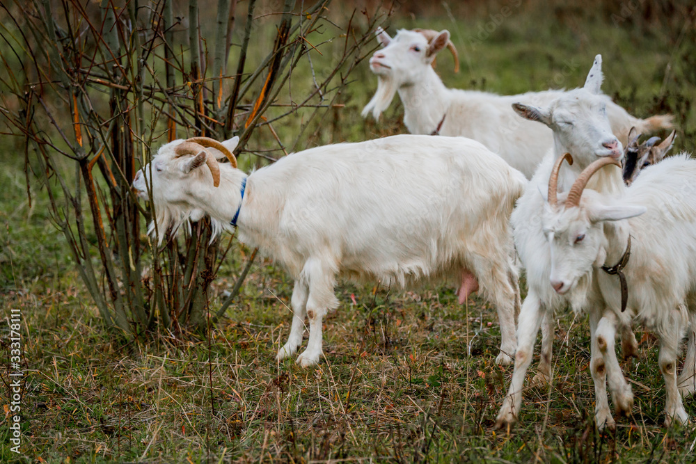 A herd of white and brown goats in a meadow on a farm. Raising livestock on a ranch, pasture
