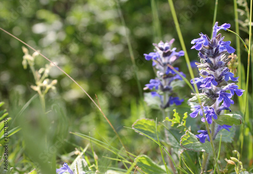 blue flowers in field