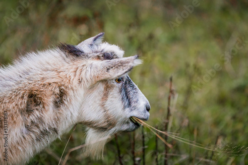 A herd of white and brown goats in a meadow on a farm. Raising livestock on a ranch, pasture