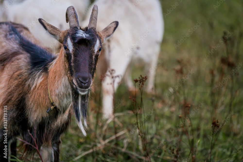 Brown goat in a meadow on a farm. Raising cattle on a ranch, pasture