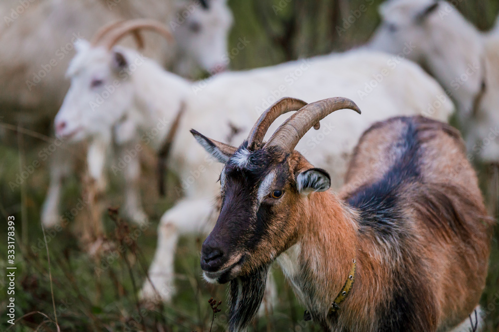 Brown goat in a meadow on a farm. Raising cattle on a ranch, pasture Brown goat in a meadow on a farm. Raising cattle on a ranch, pasture