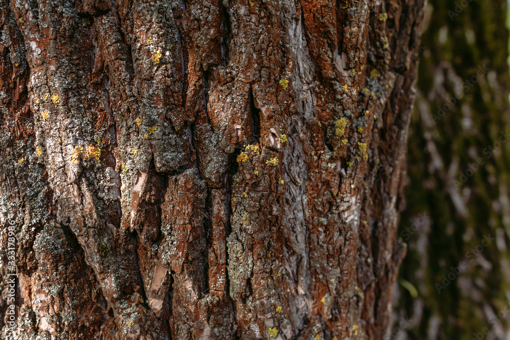 Obraz premium Closeup view photography of texture of bark of old huge tree growing outdoor in sunny spring forest.