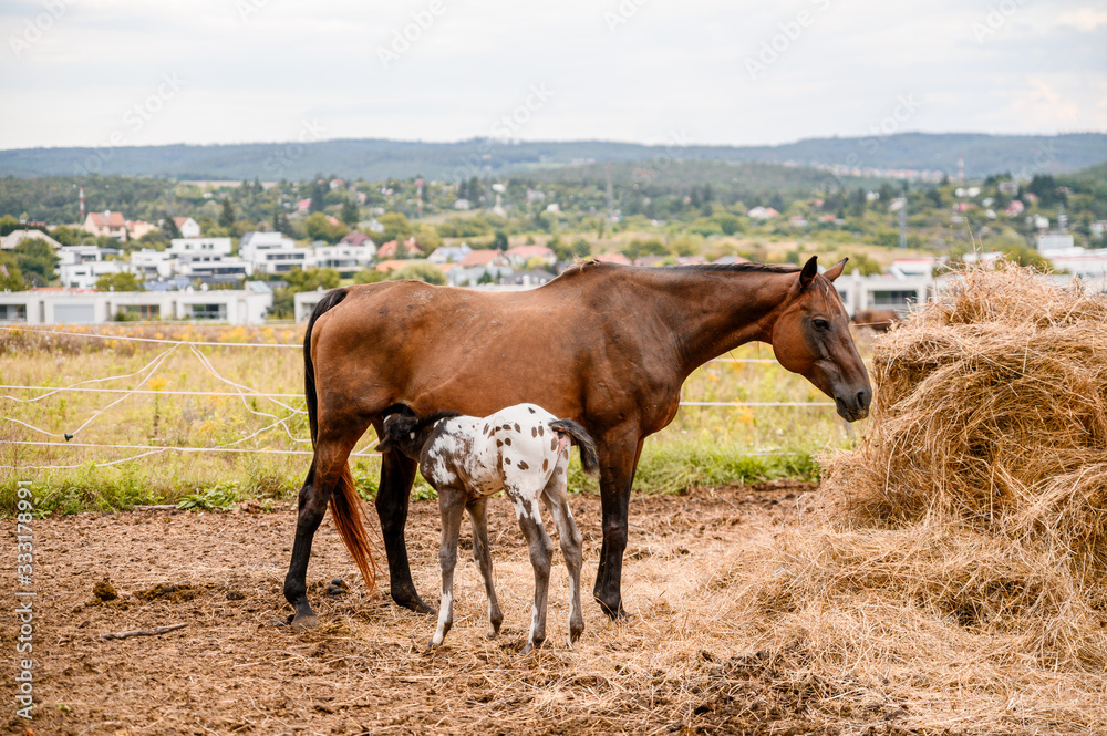 Young foal of appaloosa breed, western horse