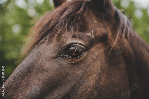 Beautiful horse eye  close up