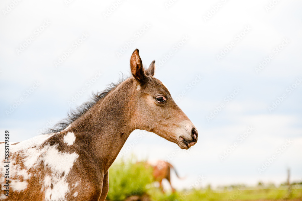 Young foal of appaloosa breed, western horse Young foal of appaloosa breed, western horse