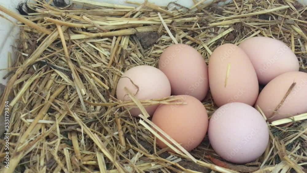 Fresh and organic eggs in the chicken nest box Fresh and organic eggs in the chicken nest box