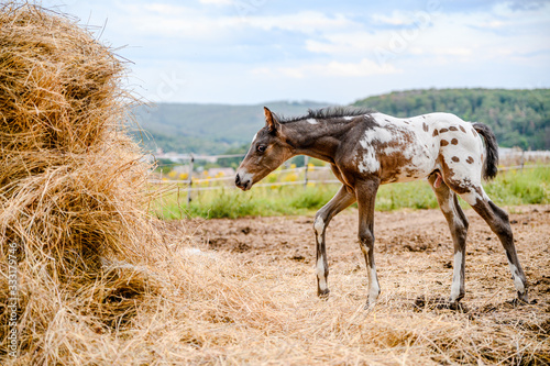Obraz na plátně Young foal of appaloosa breed, western horse