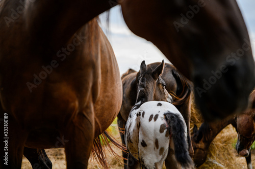 Young foal of appaloosa breed, western horse photo