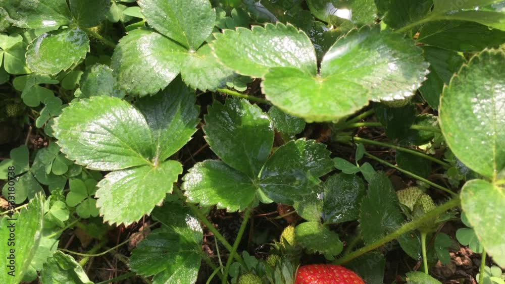 Fresh strawberries in the garden Fresh strawberries in the garden