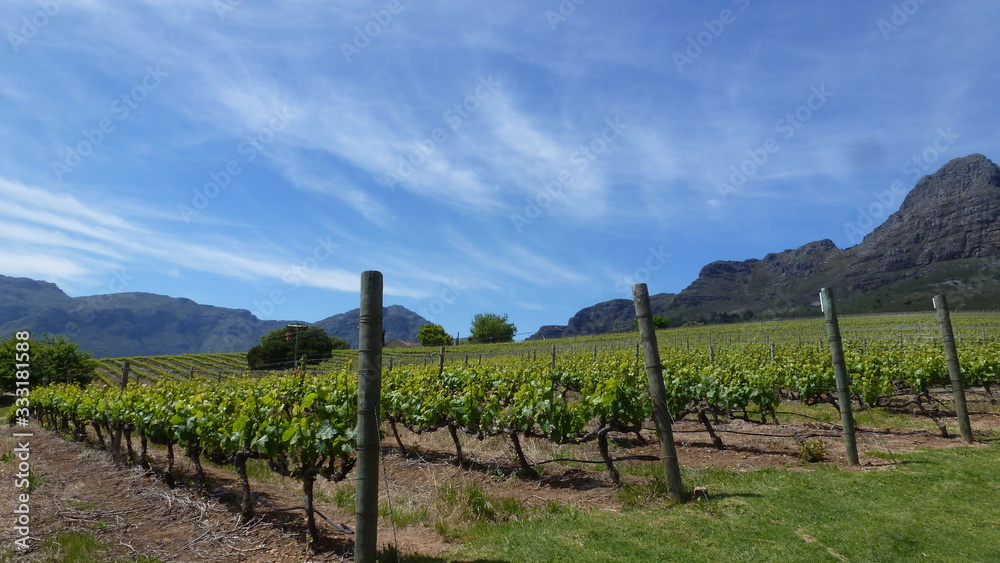 vigne sudafrica