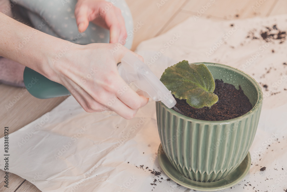 Woman splashes by water leaf of violet in pot at home.