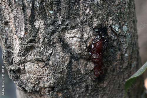 The rubber of the mango tree is flowing out.
